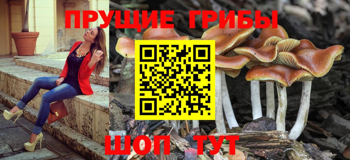 Галлюциногенные грибы прущие грибы Петрозаводск